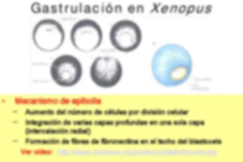 pff