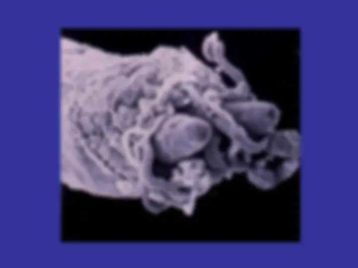 pf29