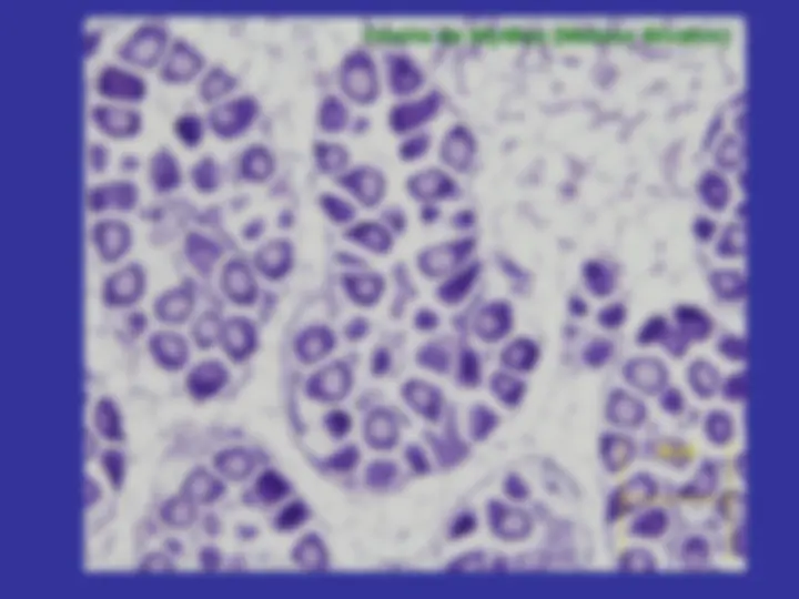 pf1a
