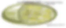 pff