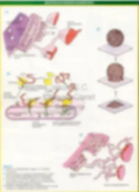 pf20