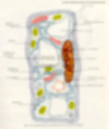 pf8