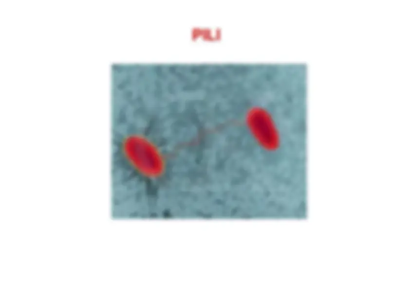 pf18