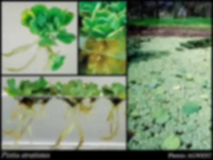 pf1a