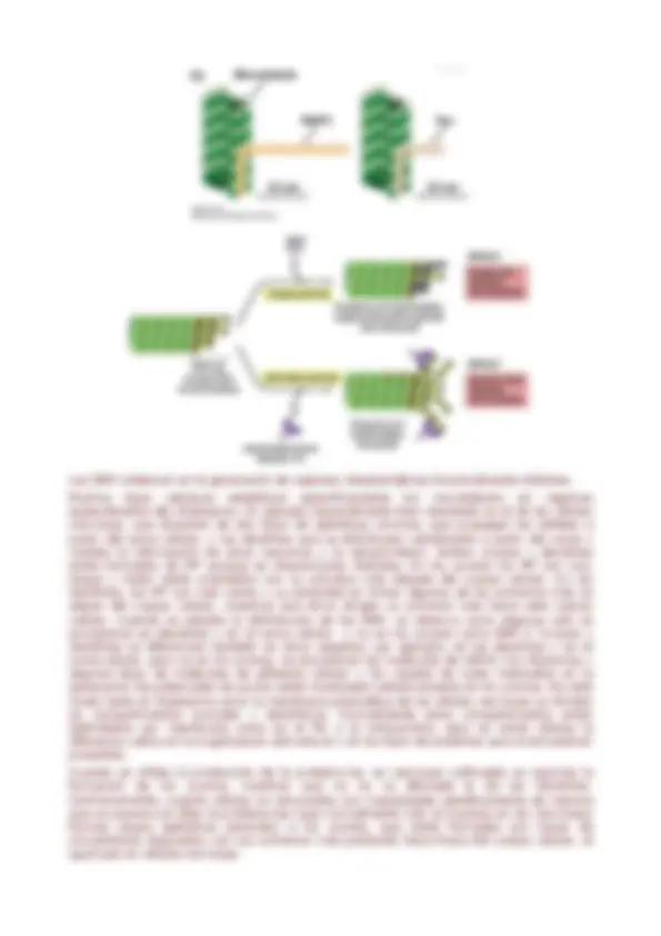 pf1b