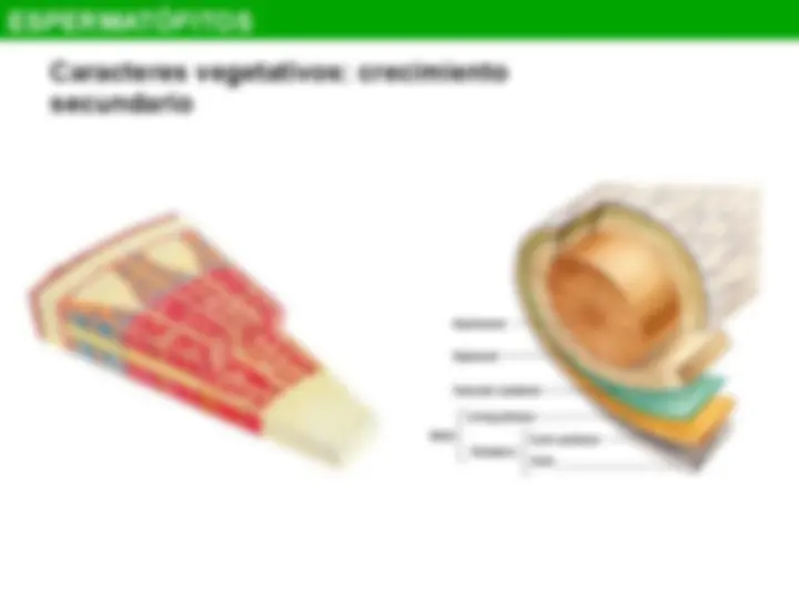 pfe