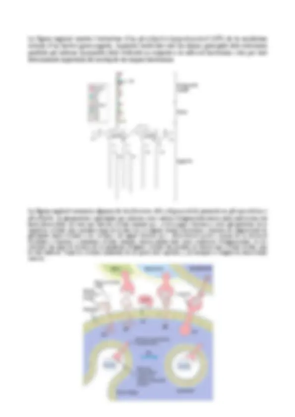 pf13