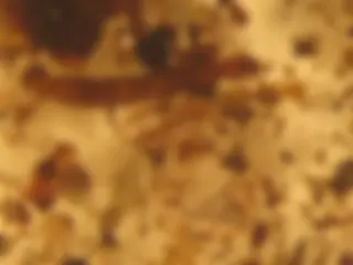 pf13