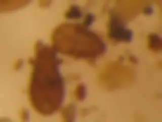 pf18