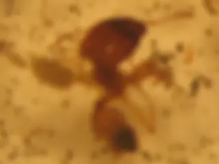 pf1a
