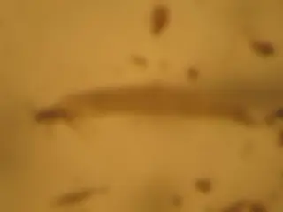 pf1e