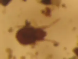 pf16