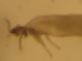 pf1b