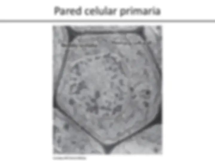 pf26