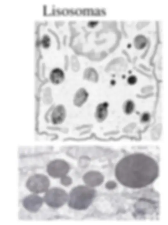 pf20