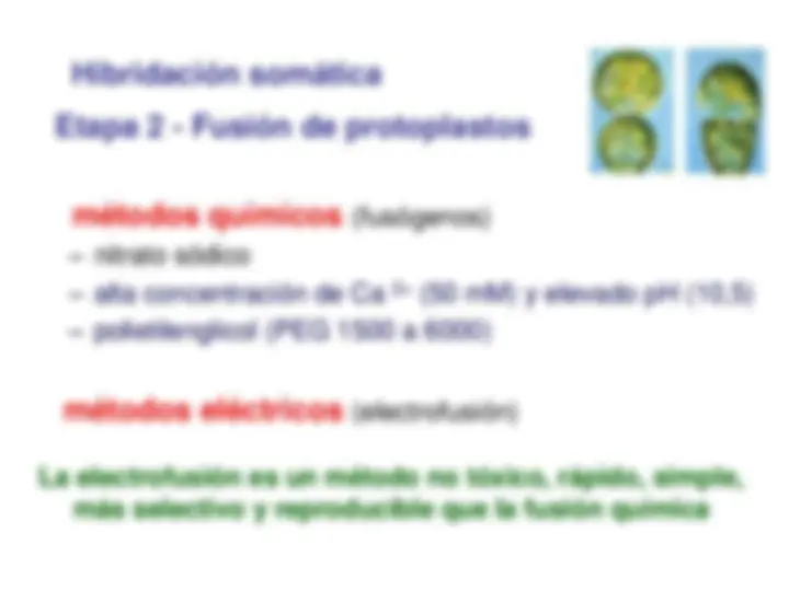 pf1f