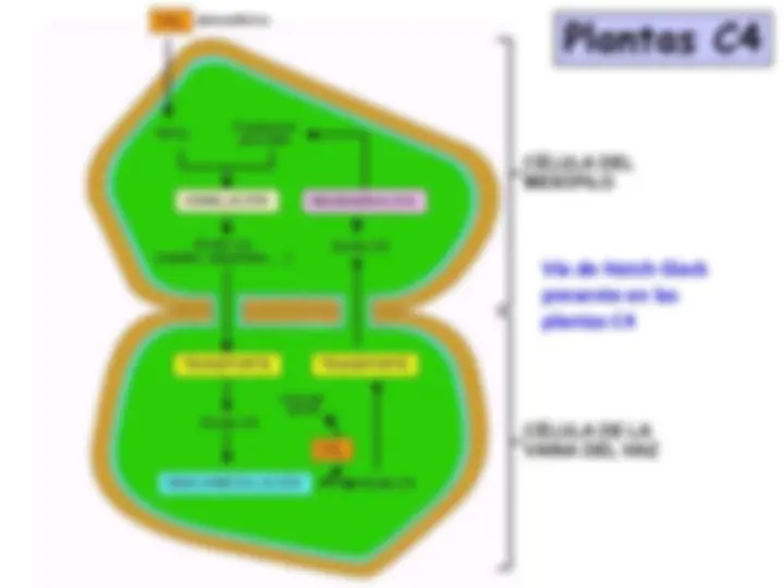 pf1b