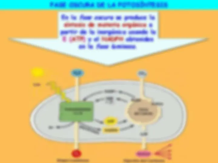 pf4
