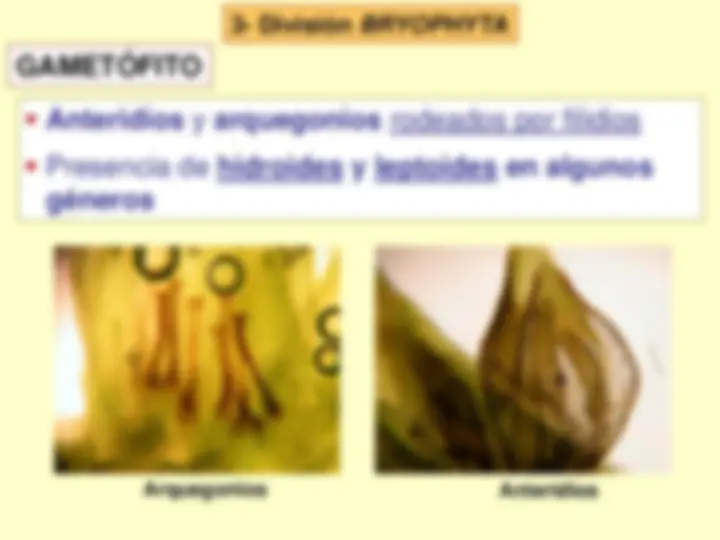 pf4