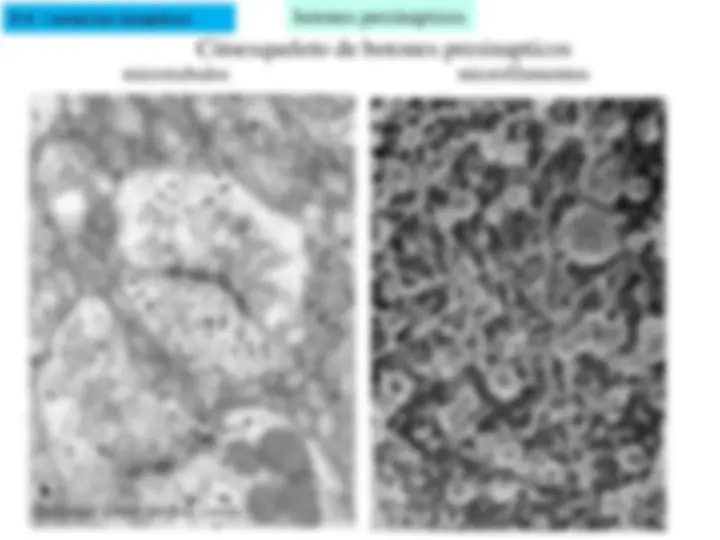 pf30