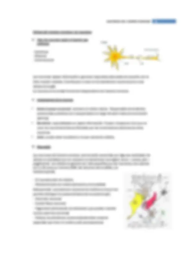 pf1d