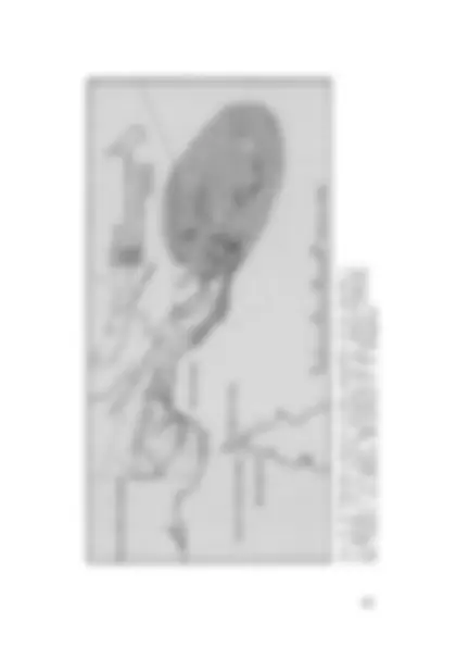 pf39