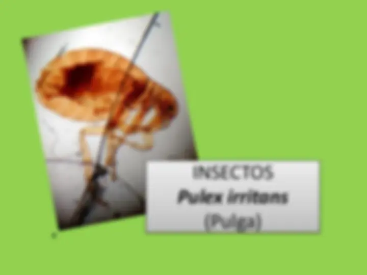 pf13