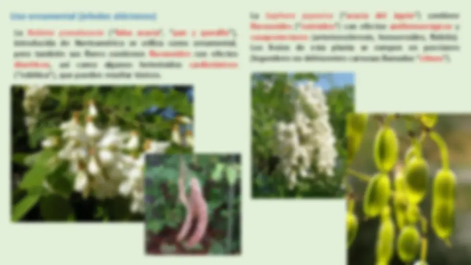 pf24
