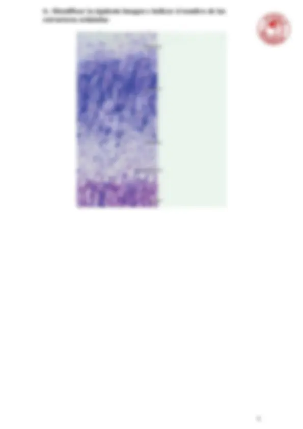 pf5