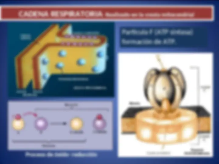 pf29