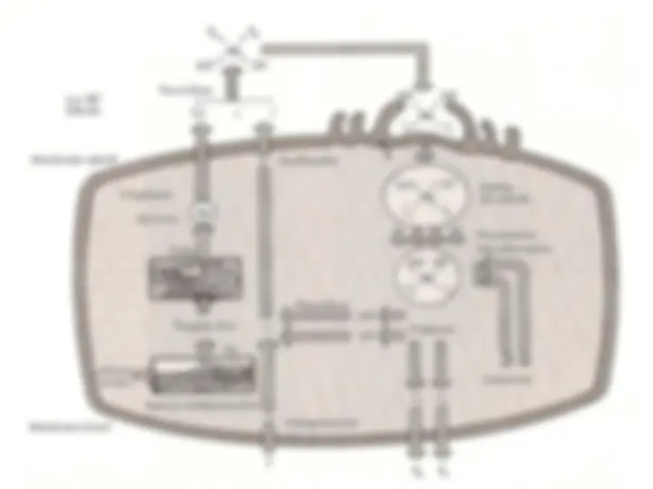 pf23