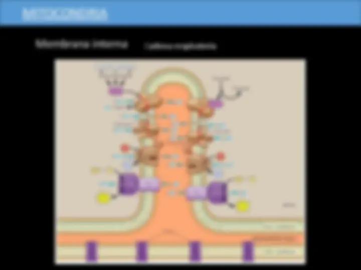 pfe