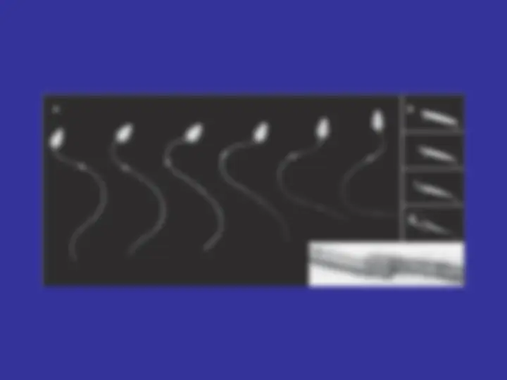 pf3b