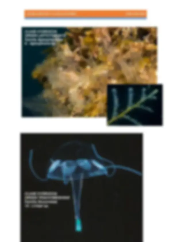 pf5