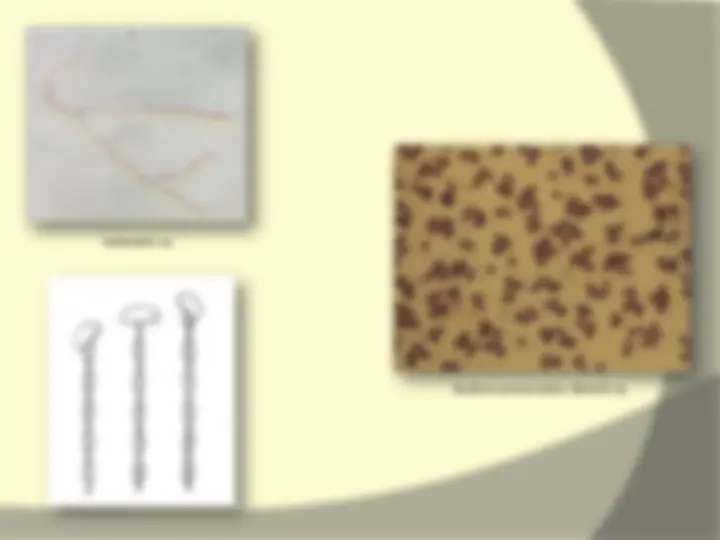 pf4