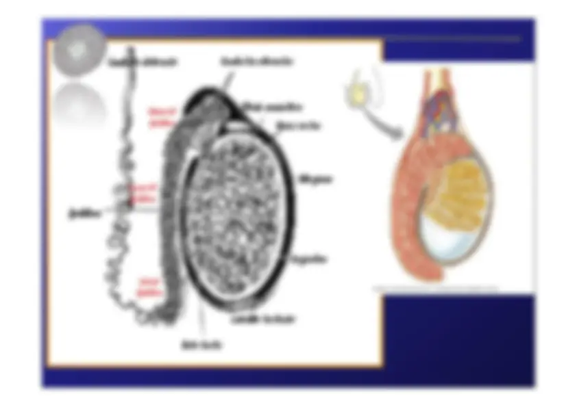 pf1d