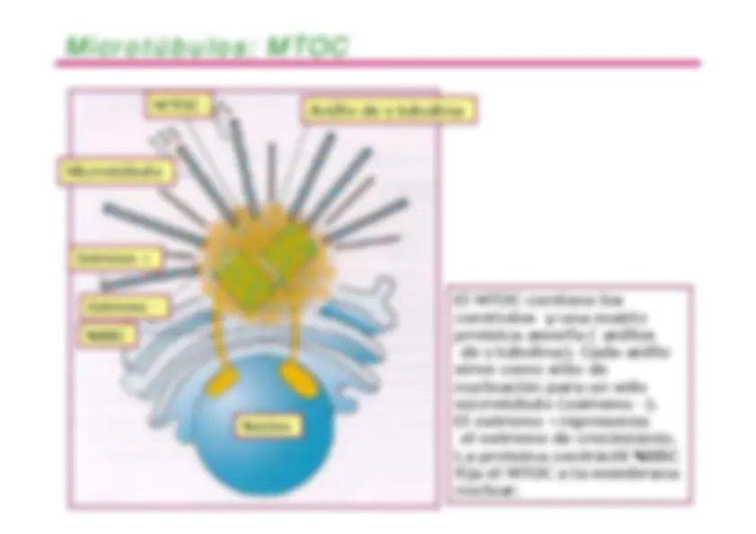 pf1f