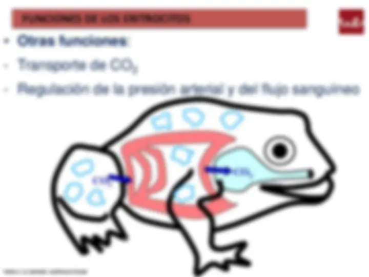 pf36
