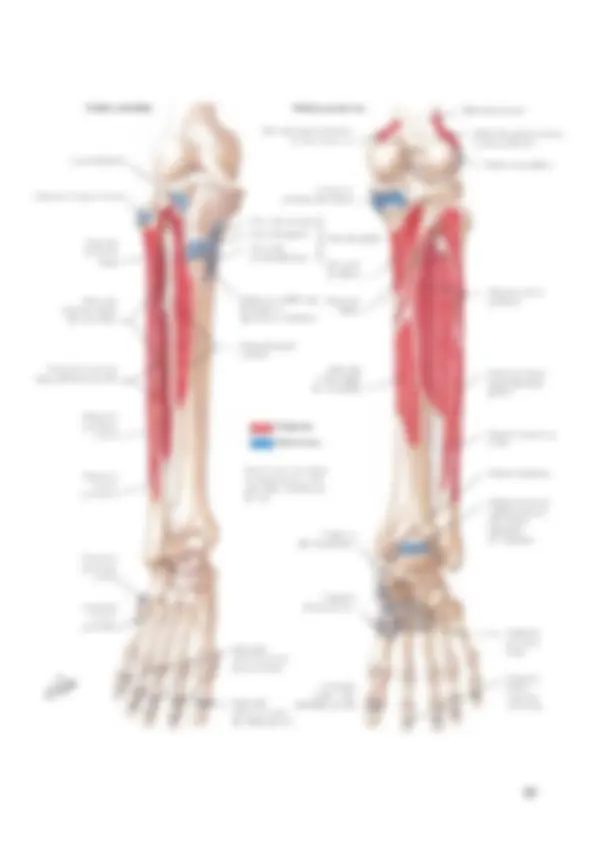 pf33