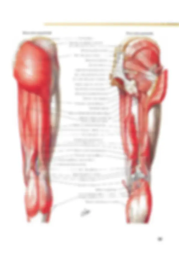 pf26