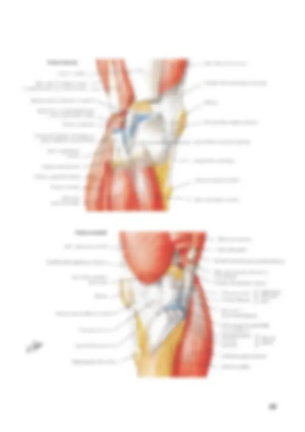 pf31