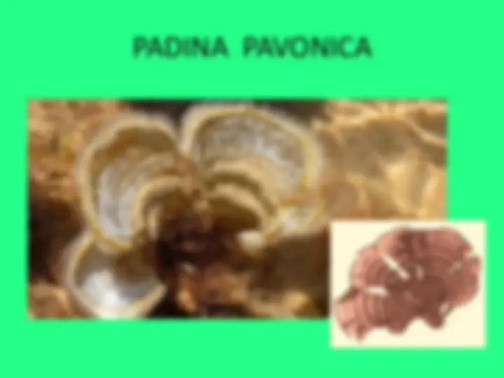 pf1e