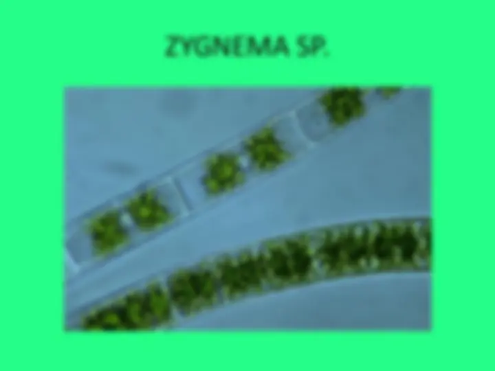 pf15