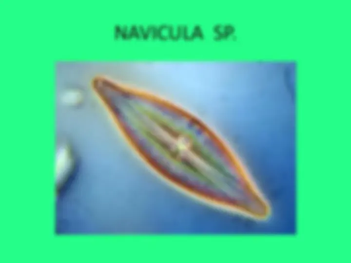 pf38