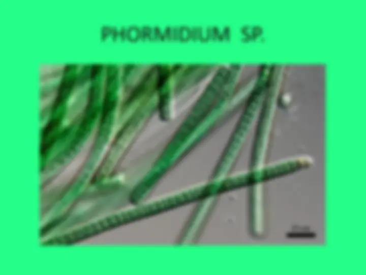 pf3c
