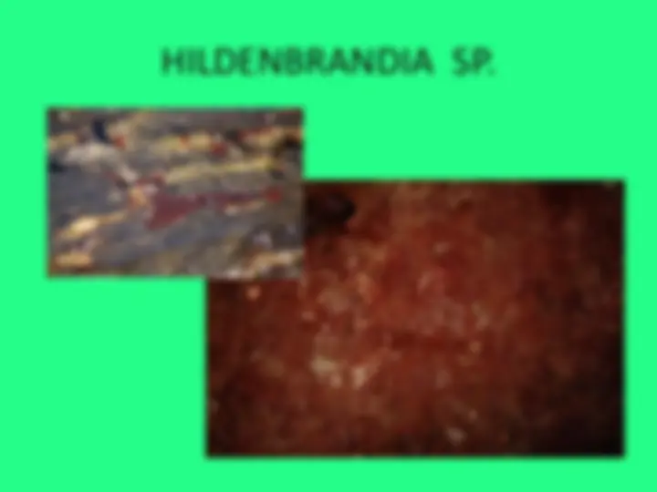 pf29