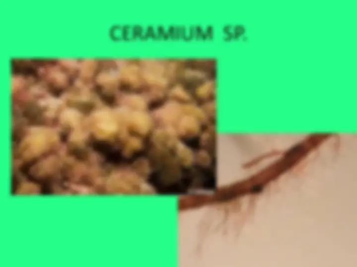 pf26