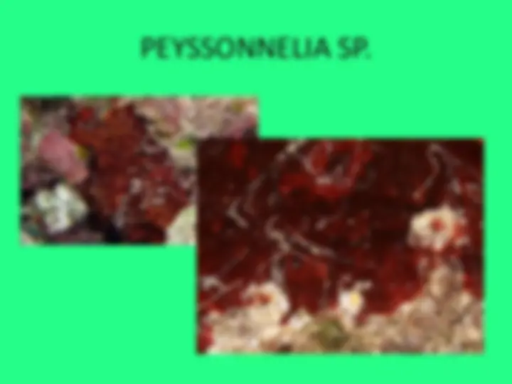 pf2f