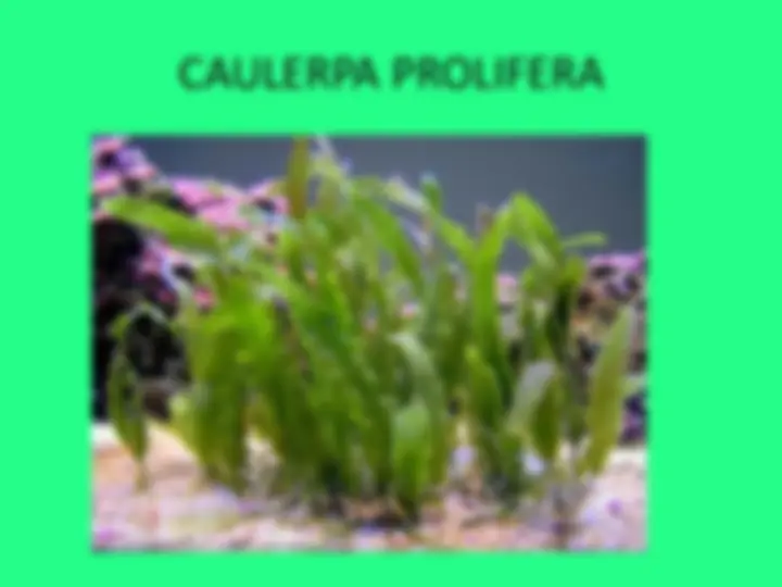 pf4