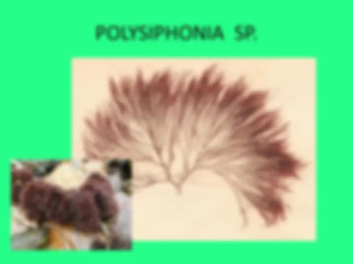 pf31